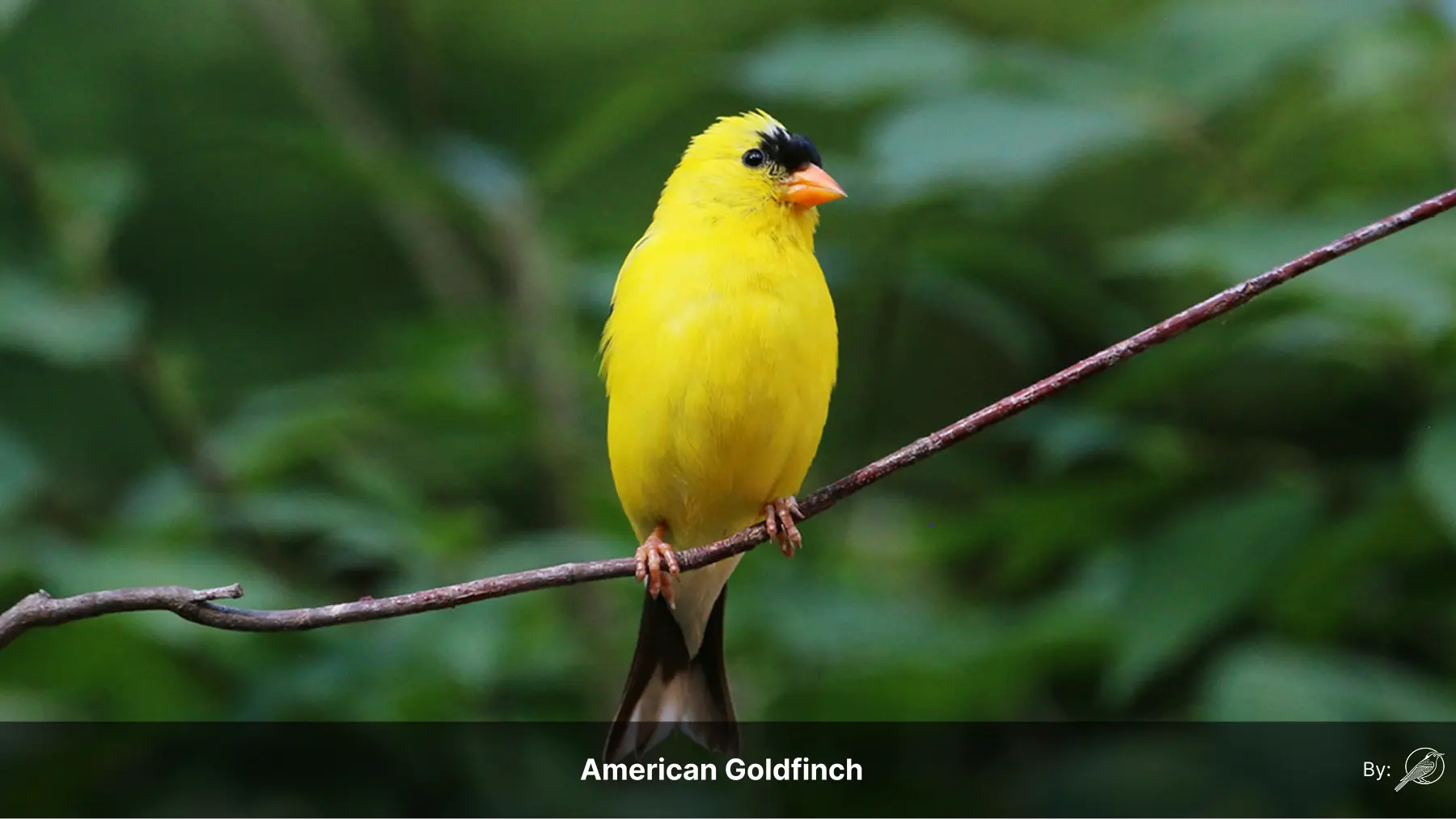 A bird perched beside information about search engine optimization