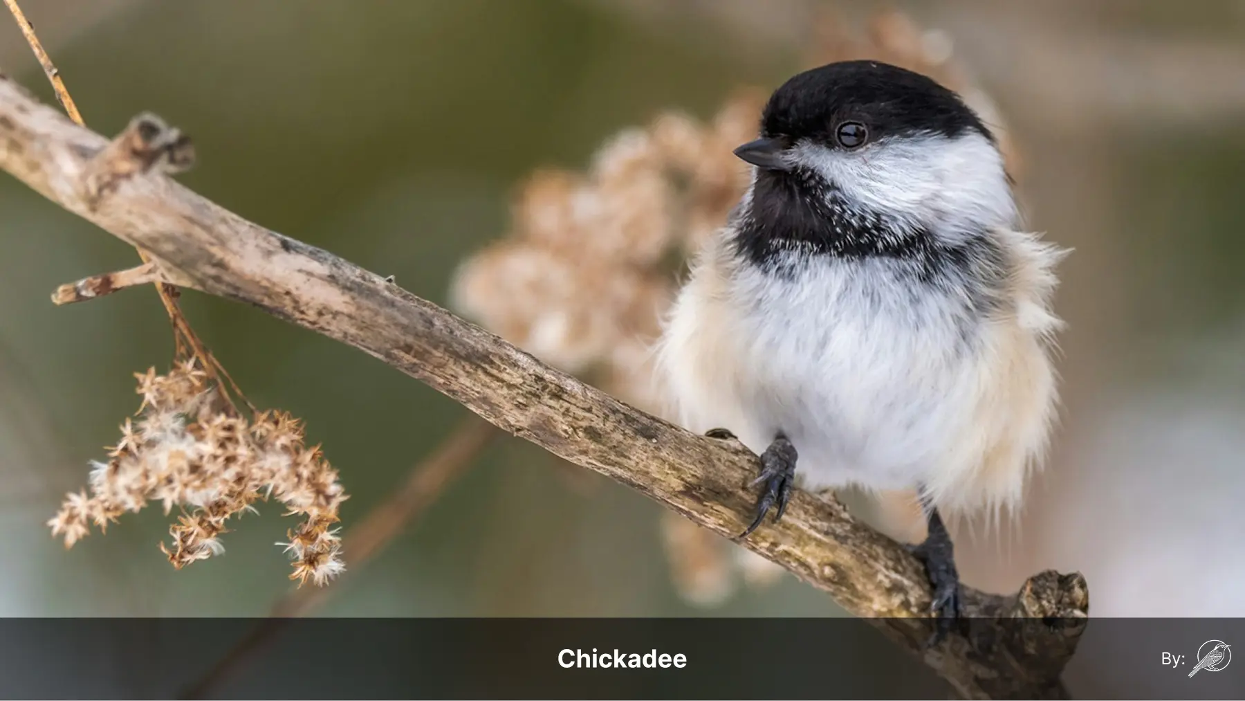 A bird perched beside information about search engine optimization