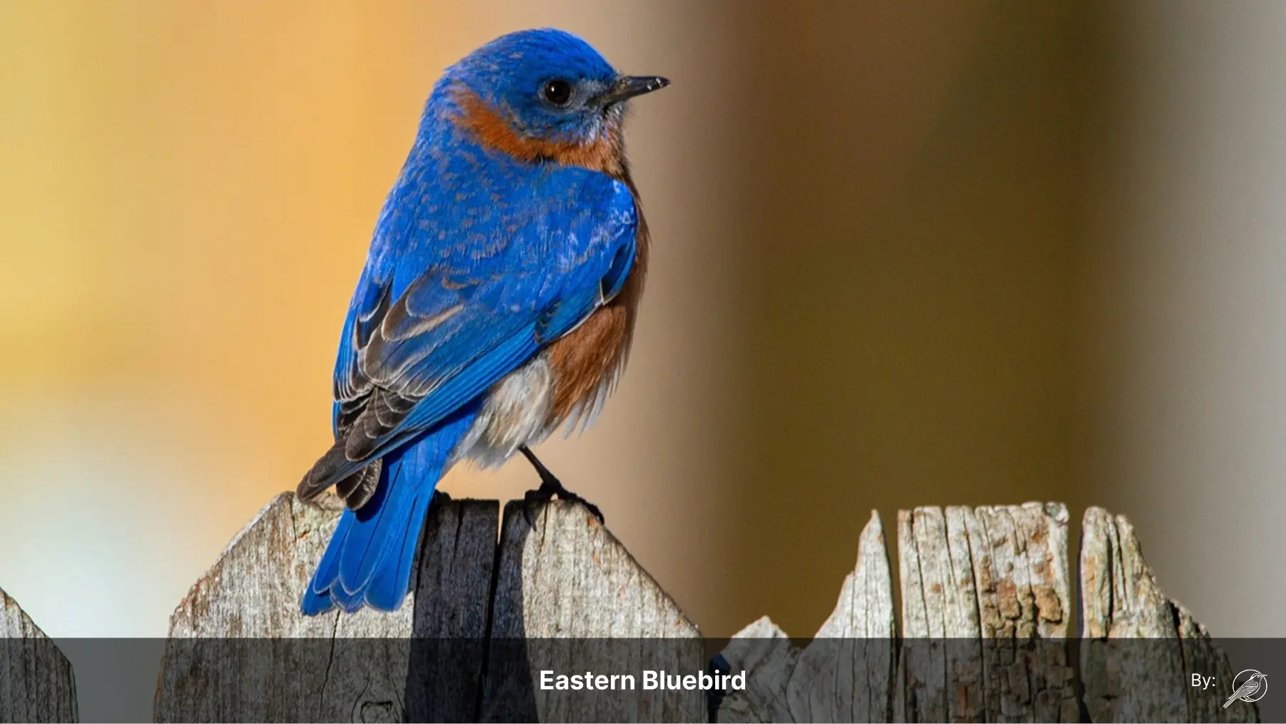 A bird perched beside information about search engine optimization