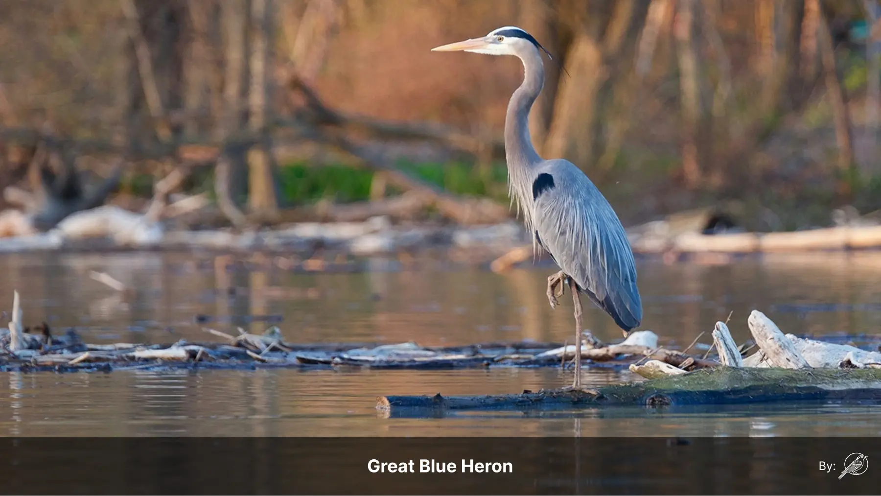 A bird perched beside information about search engine optimization
