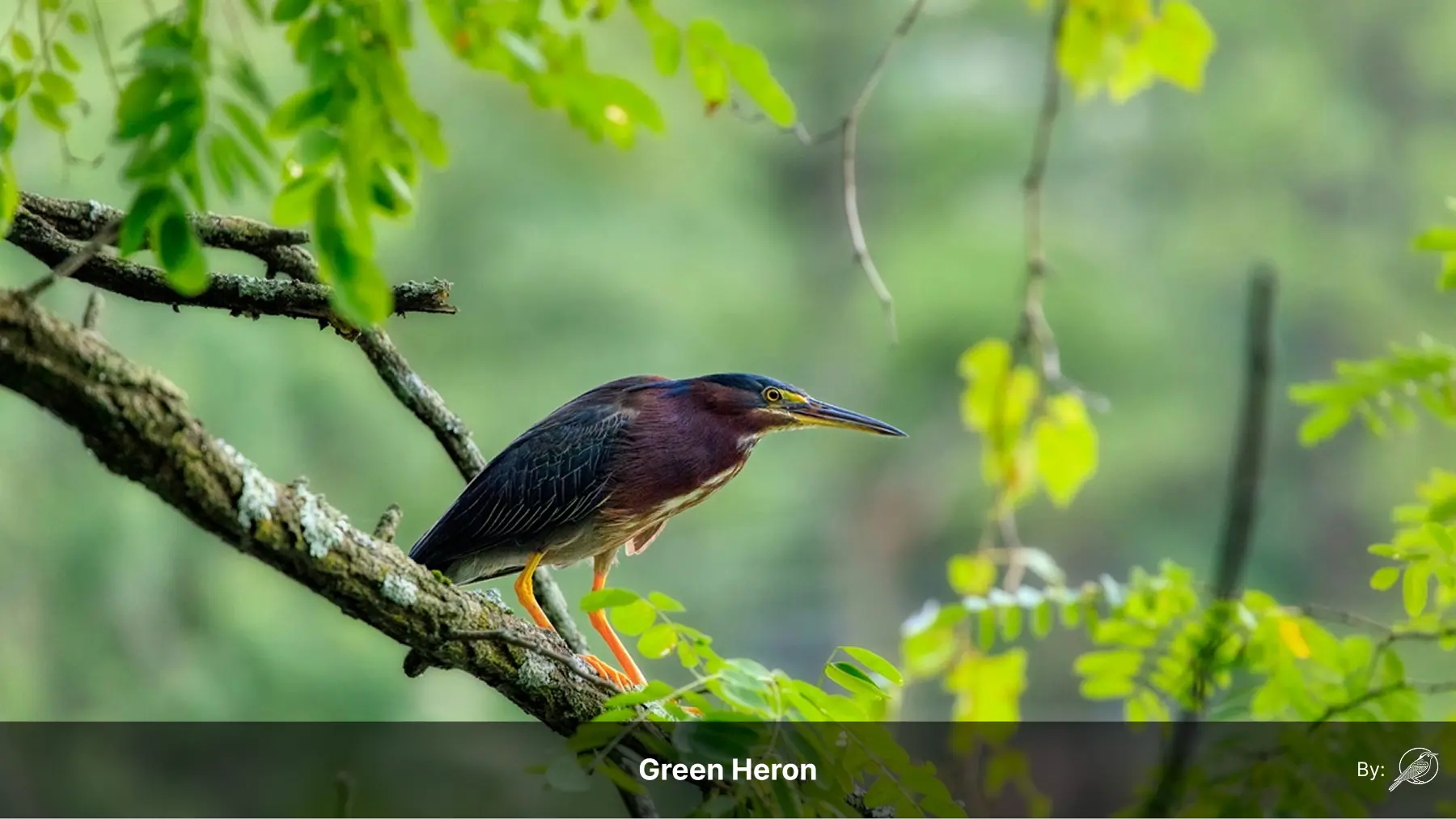 A green heron perched upon a branch