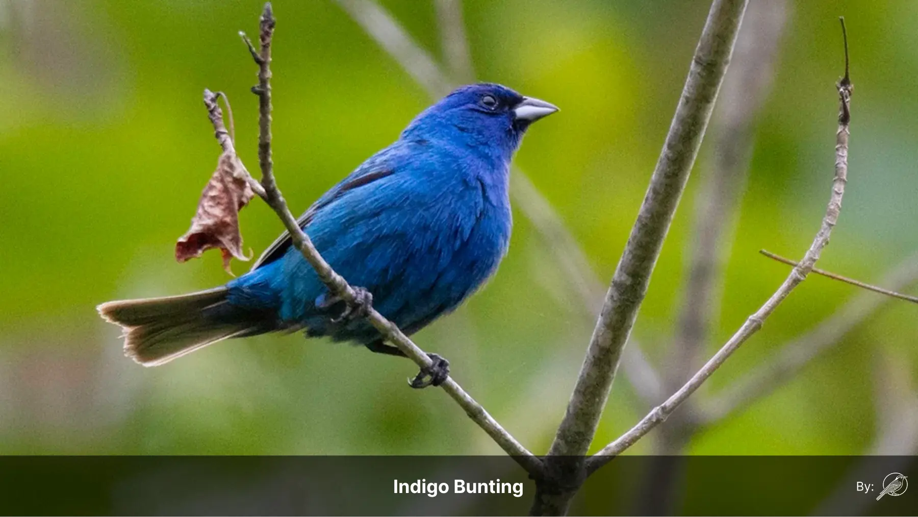 indigo bunting sitting on branch