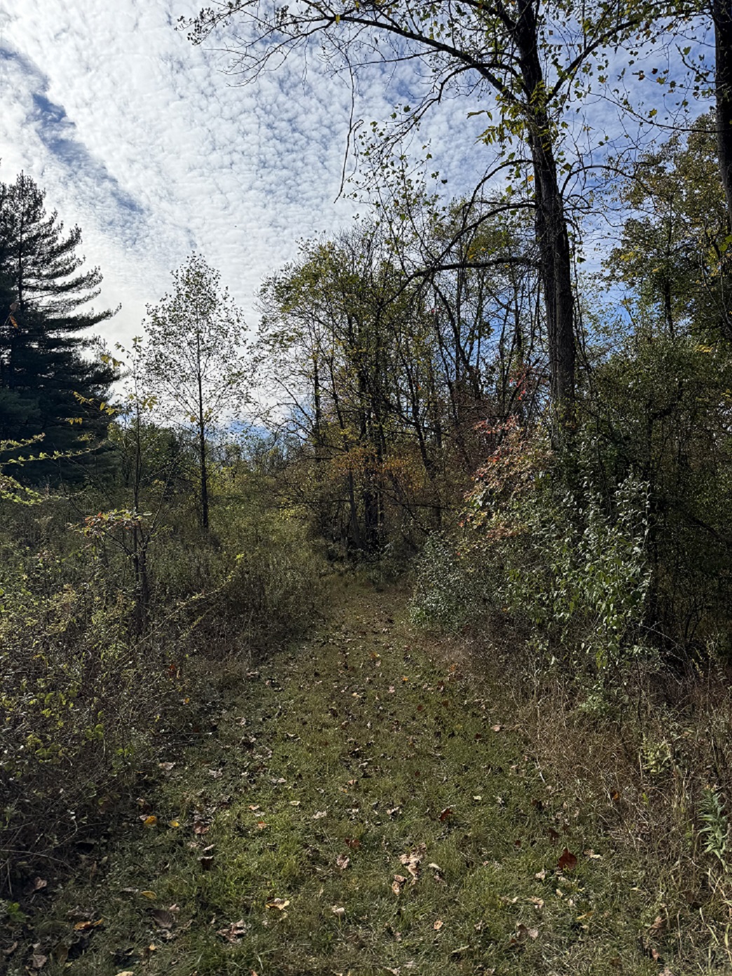 outdoor scene
