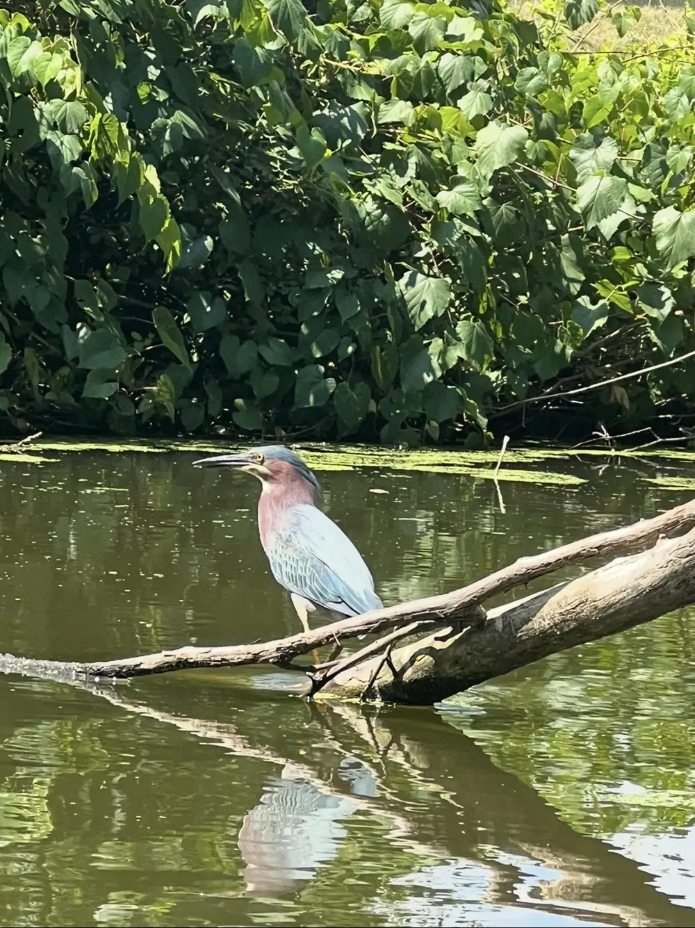 bird in canal